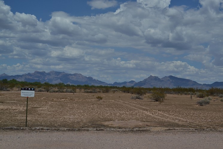Tire tracks cut through a National Park restoration area near the Arizona-Mexico border. - ELIZABETH WHITMAN