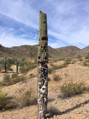 A shot-up saguaro cactus. - MATT BISHOP