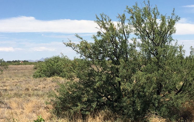 Healthy mesquite trees supply forage for cattle and other animals. - REBEKAH WILCE