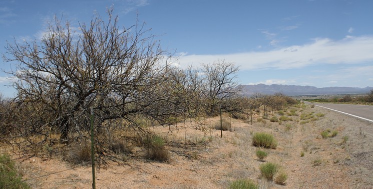 The highways in Cochise County are lined with dead mesquite trees. - BEAU  HODAI