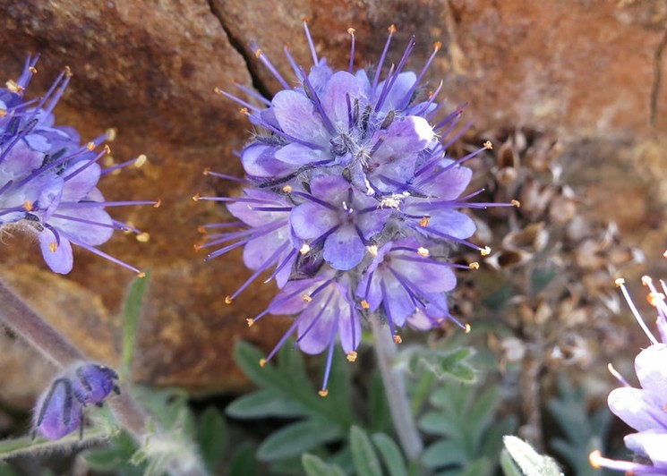 A closer look at the unique construct of the purple-blue phacelia as seen on the Telegraph Pass Trail to Kiwanis Trail. - RUTH HARTNUP/ FLICKR CREATIVE COMMONS