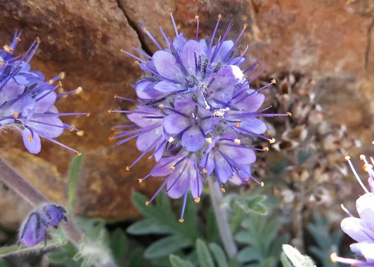 Wildflowers