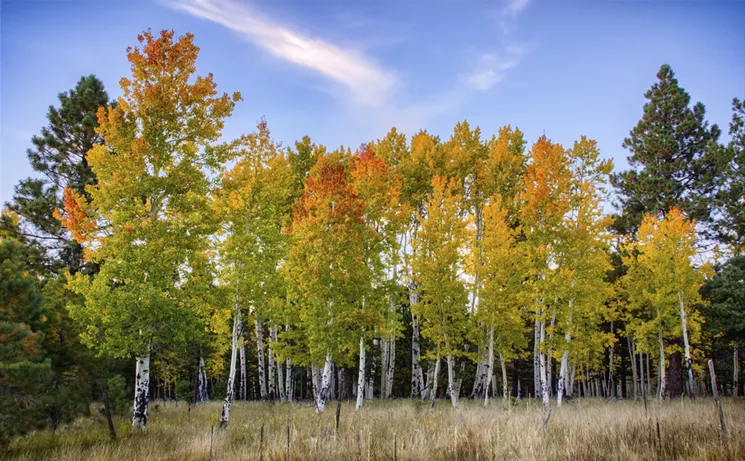 A stand of aspen trees in Hart Prairie, Flagstaff. - MICHAEL WILSON/CC BY-NC-ND 2.0 VIA FLICKR