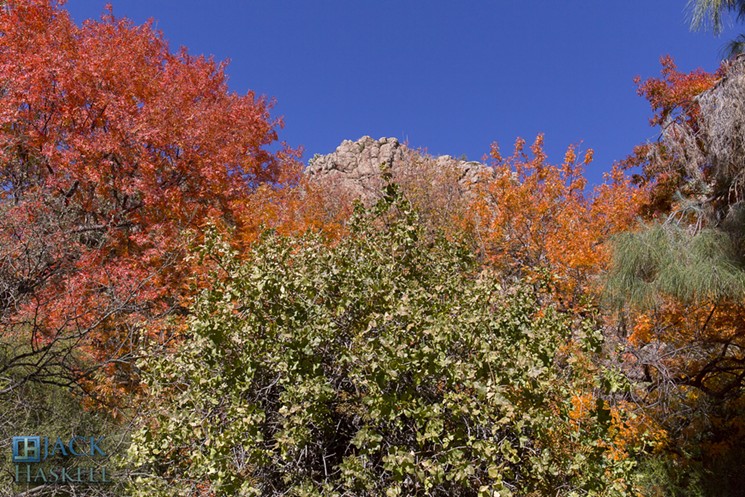 Fall colors at the Boyce Thompson Arboretum. - JOHN HASKELL/CCY BY 2.0 VIA FLICKR