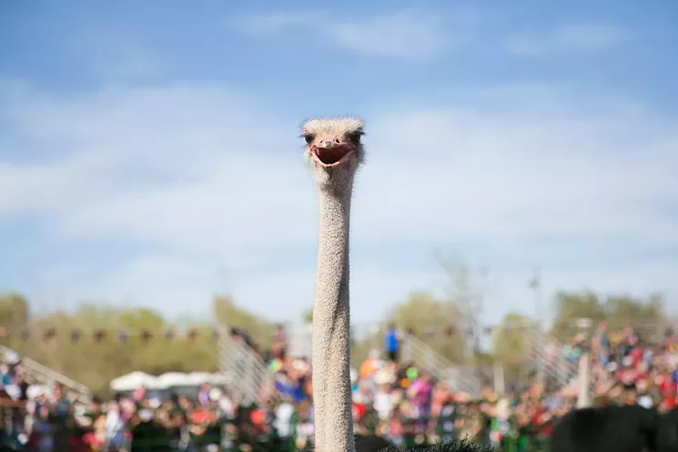 The Chandler Chamber Ostrich Festival has been rescheduled for Fall 2021. - CHANDLER CHAMBER OSTRICH FESTIVAL