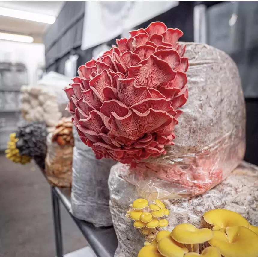 Michael Crowe of Southwest Mushrooms Grows TopShelf Fungi in West