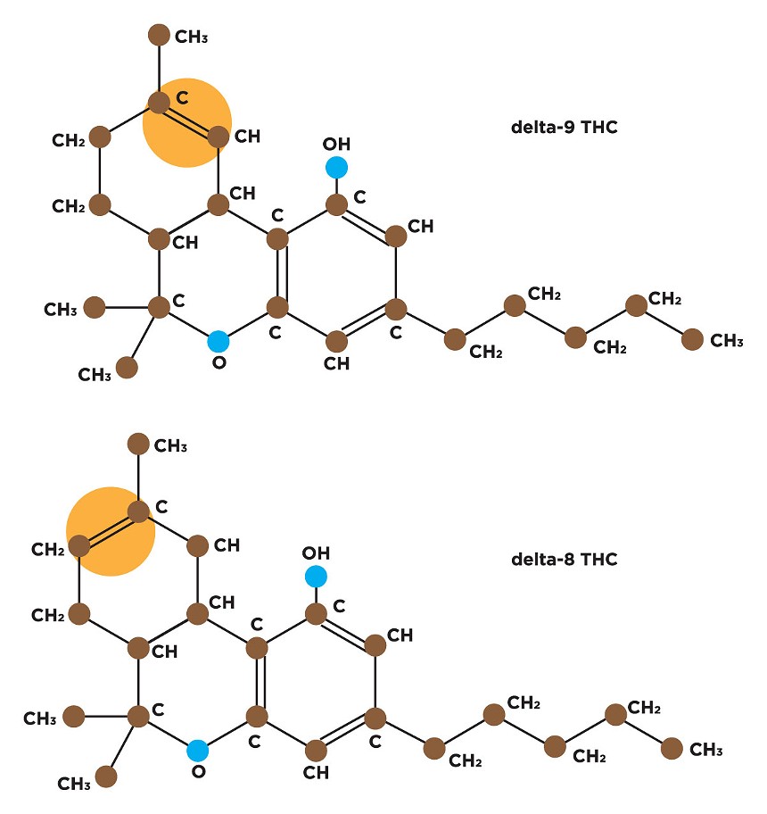 The Delta 8 THC molecule differs from Delta 9 due to the location of a double bond in its chain of carbon atoms (highlighted in orange).  - NEW TIMES ILLUSTRATION
