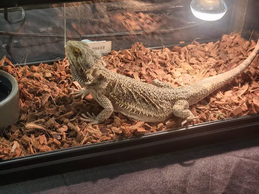 Have a life-size encounter with reptiles at ReptiCon. - REPTICON