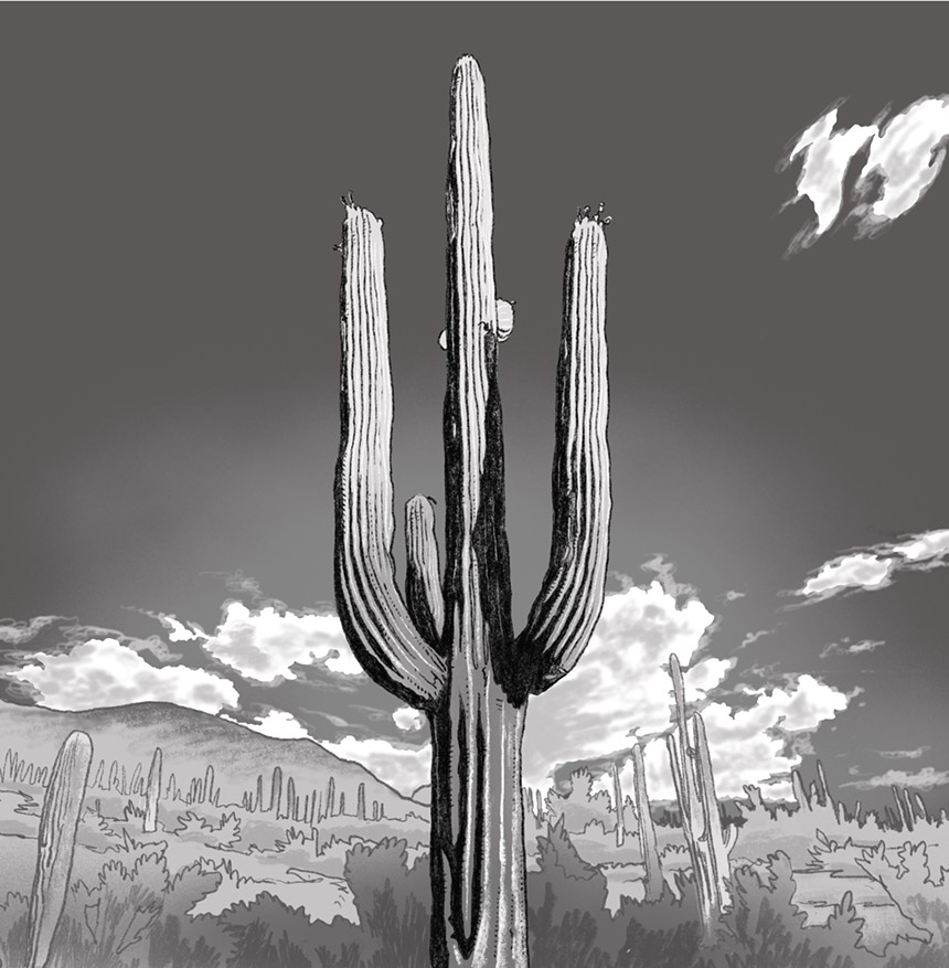 Saguaro cactus in the Arizona desert.
