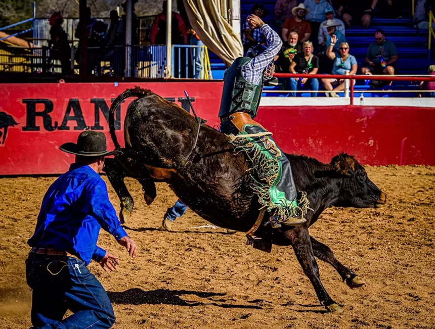Man riding steer at Arizona Gay Rodeo