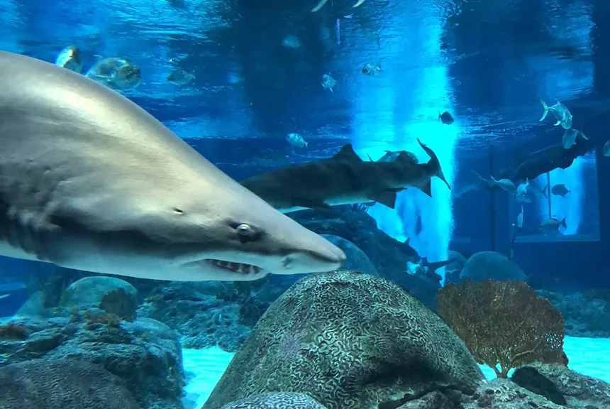 A shark at an aquarium