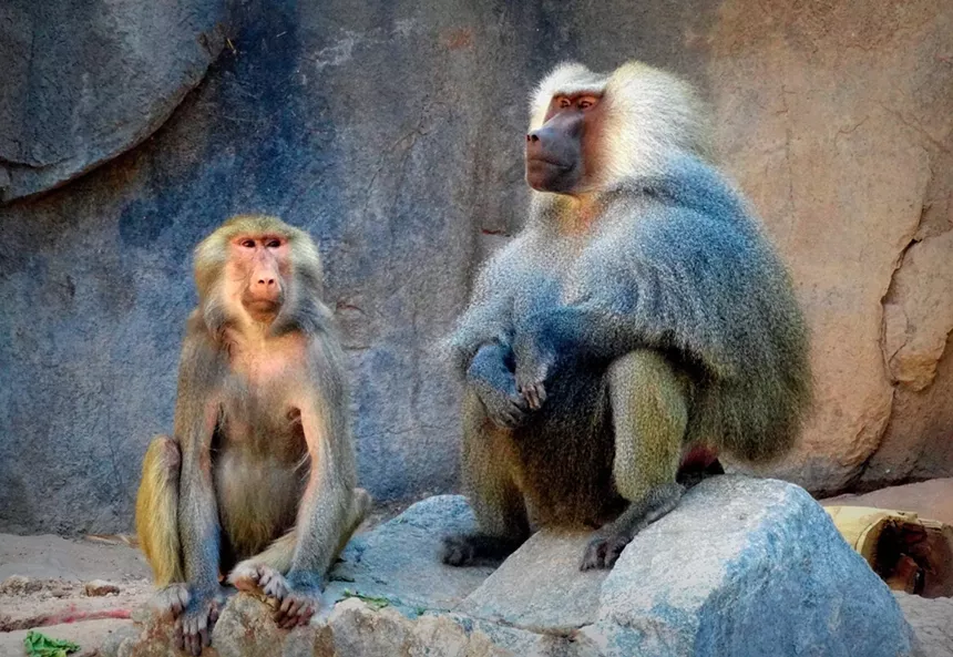 Monkeys in a zoo