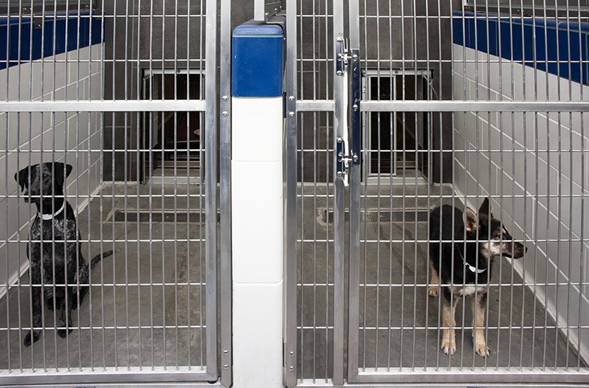 Dogs for adoption at Arizona Humane Society