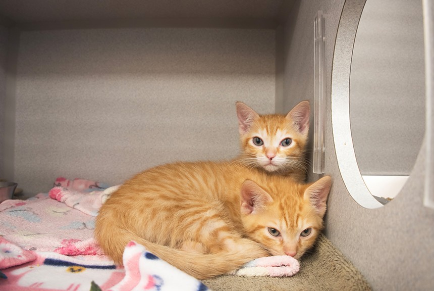 Kittens for adoption at Arizona Humane Society