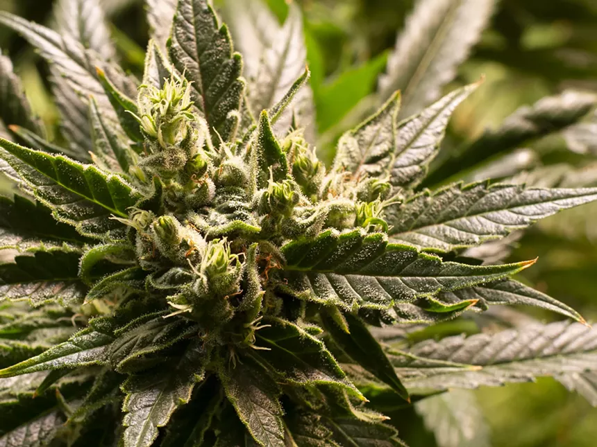 marijuana