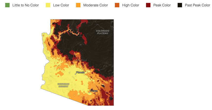 a fall foliage map that is mostly yellow (low color) in the southwestern corner of Arizona, orange (moderate color) and maroon (peak color) in the southeastern corner and black (past peak color) in the northern part of the state