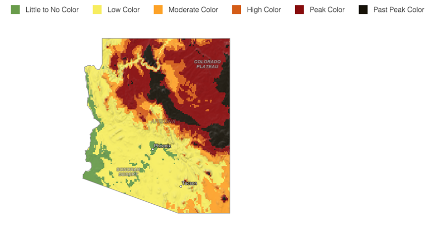 a fall foliage map of arizona that's mostly yellow (low color) in the southwestern half of the state and maroon (peak color) and black (past peak color) in the northeastern half