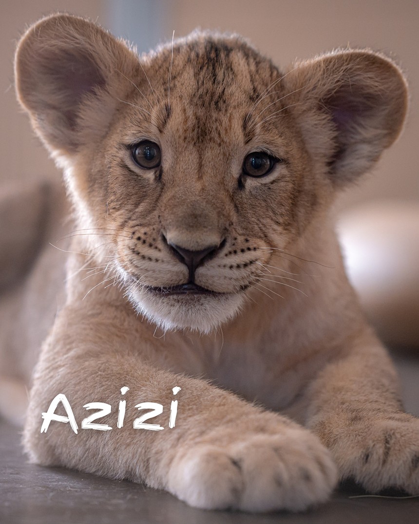 A lion cub.