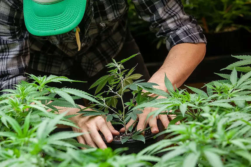 a man rifling through marijuana plants