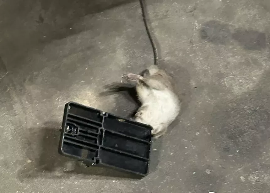 a dead rat in a trap