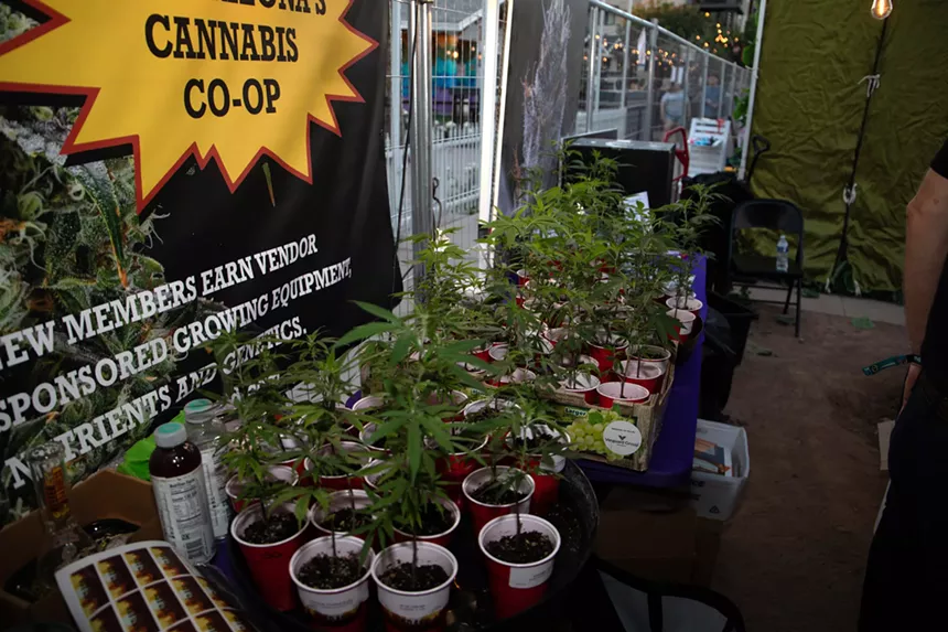 marijuana plants in pots