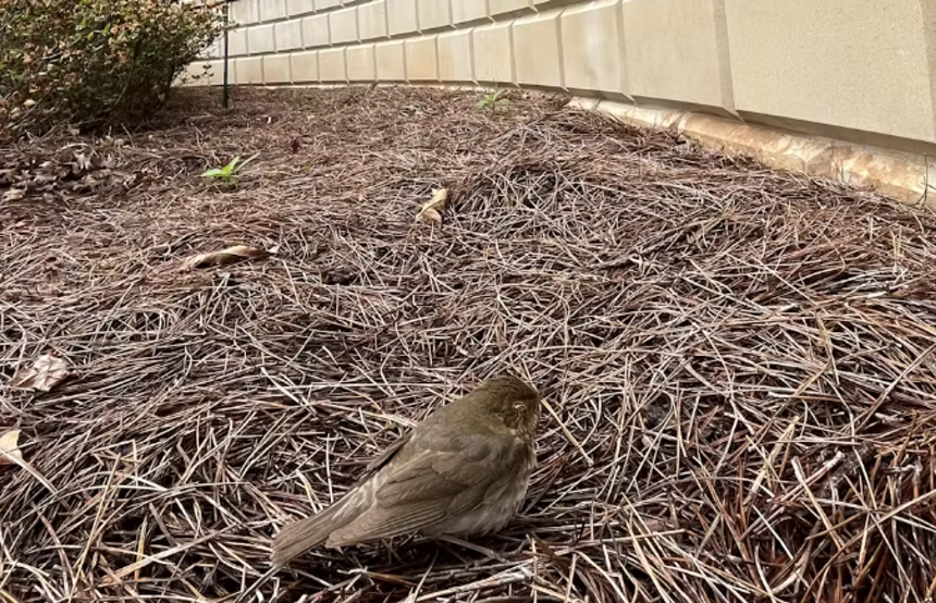 a bird on the ground