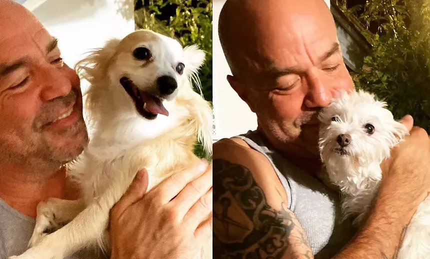 two photos of a bald middle-aged man holding small dogs