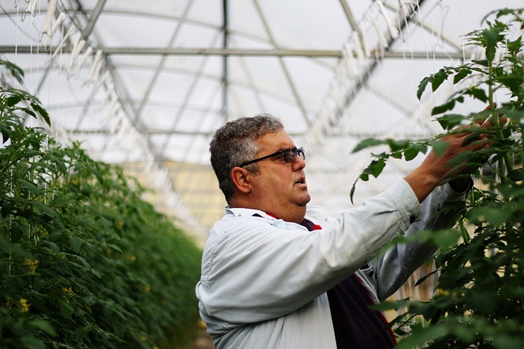 Neal Brooks checks on the tomatoes at Abby Lee Farms. - EVIE CARPENTER