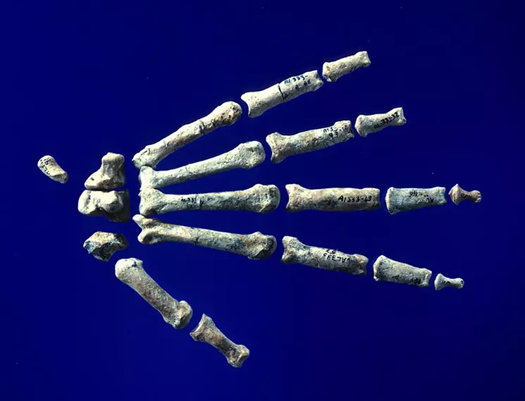 Check out the past three years of progress from the ASU Institute of Human Origins at TCA. - COURTESY ASU INSTITUTE OF HUMAN ORIGINS