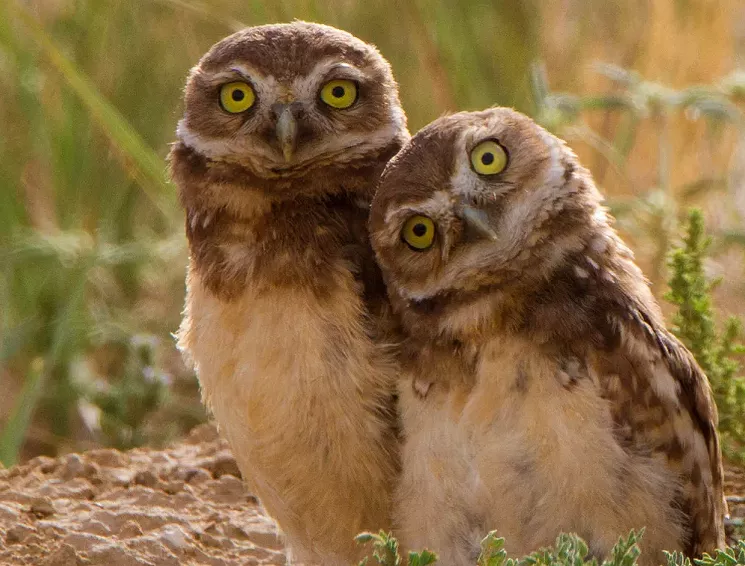 The burrow owl is one of Phoenix’s most common birds, which you'll learn at May's Birds n’ Beer. - DAN DIETRICH