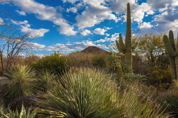 Desert Botanical Garden shares its 78 plus years of Sonoran gardening expertise through educational programs, workshops, and lectures. - COURTESY OF DESERT BOTANICAL GARDEN