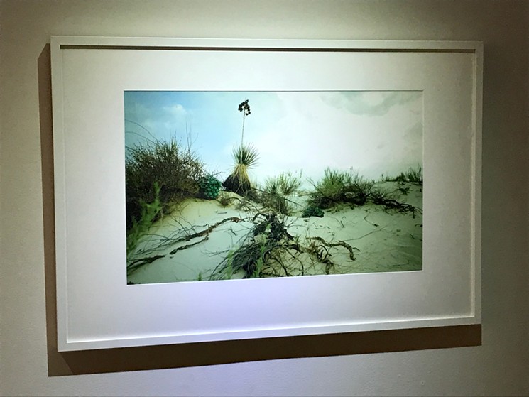 Photo featured in Danielle Wood's "Symbiosis" exhibit at Eye Lounge. - DANIELLE WOOD AND WON SUK CHANG/PHOTO BY LYNN TRIMBLE