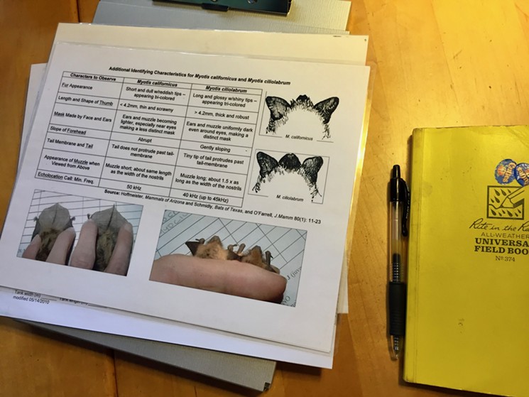 The bat keys and field notes of a bat biologist. - LAUREN CUSIMANO