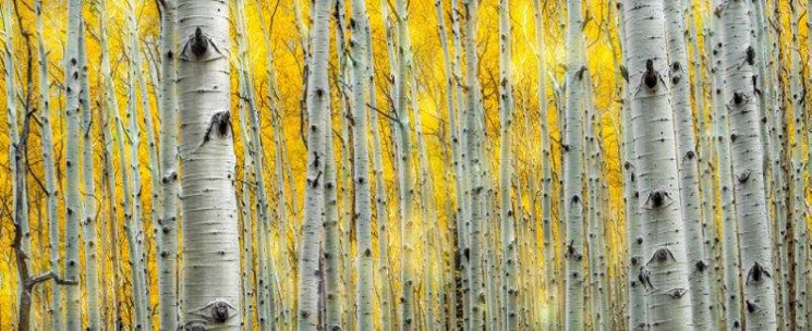 See Aspens by Keith Dines at West Valley Art Museum in Peoria. - KEITH DINES/COURTESY OF WVAM
