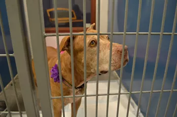 Dogs at the Maricopa County Animal Care and Control Center are still available for adoption despite the recent canine flu diagnosis. - LINDSAY MOORE