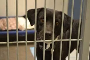 Dogs at the Maricopa County Animal Care and Control Center are still available for adoption despite the recent canine flu diagnosis. - LINDSAY MOORE