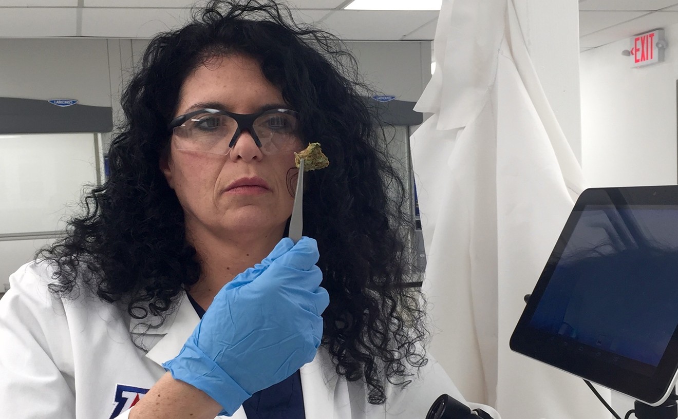 Dr. Sue Sisley examines cannabis for the study in her lab.