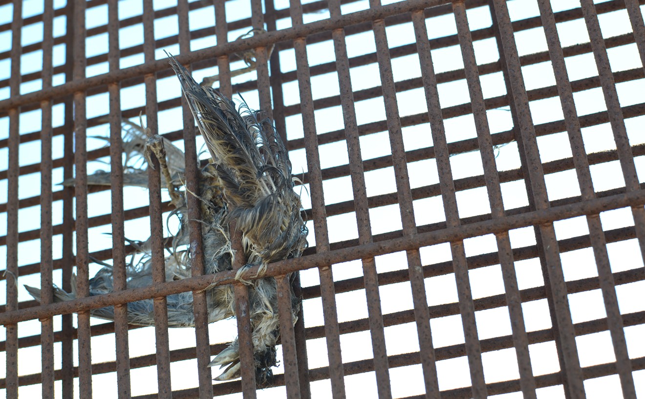 A bird caught in the border wall along the Arizona-Mexico border.