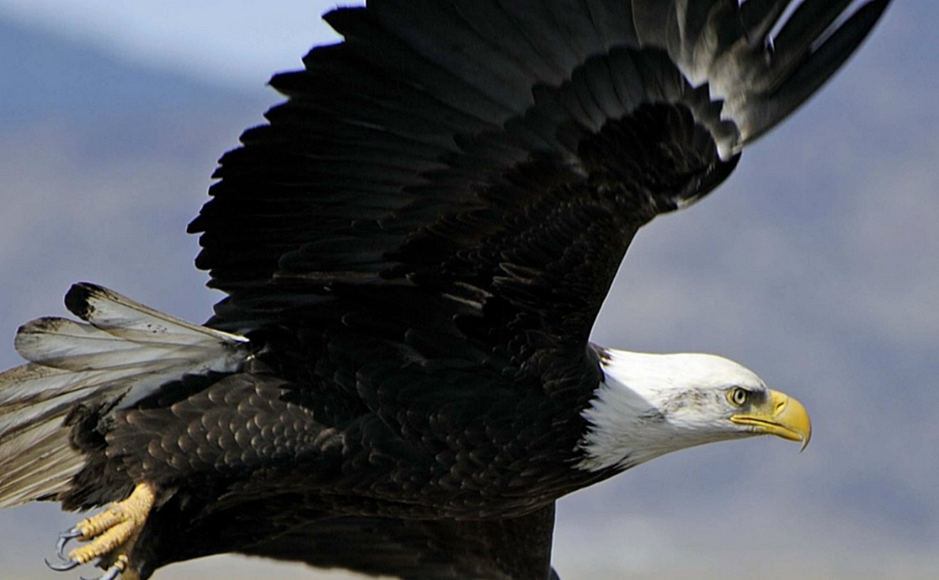 The bald eagle, one of the many species that benefited from the Endangered Species Act.