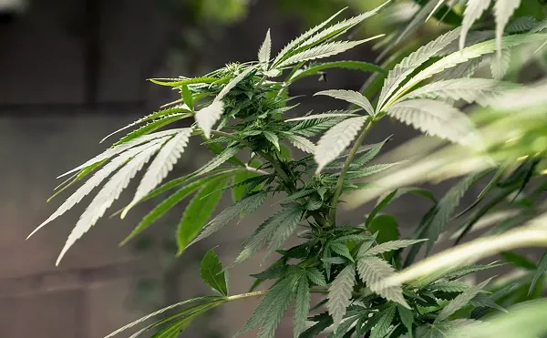 CBD May Prevent COVID-19 Infection but Don't Start Popping Gummies Just Yet