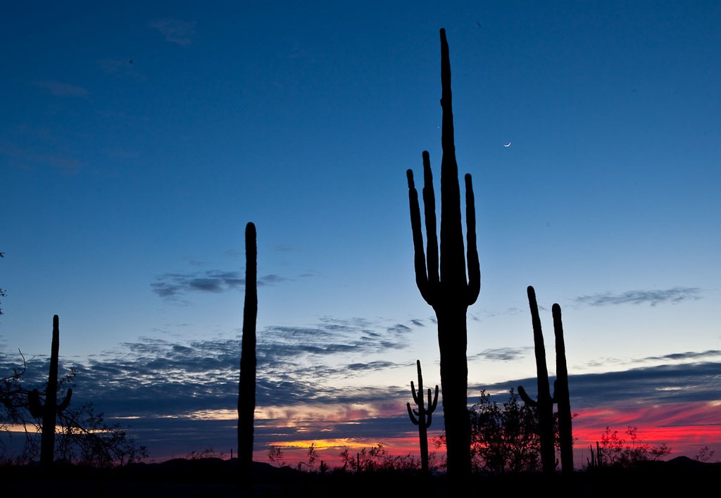Saguaro cacti at sunset in Saguaro Park National Monument.