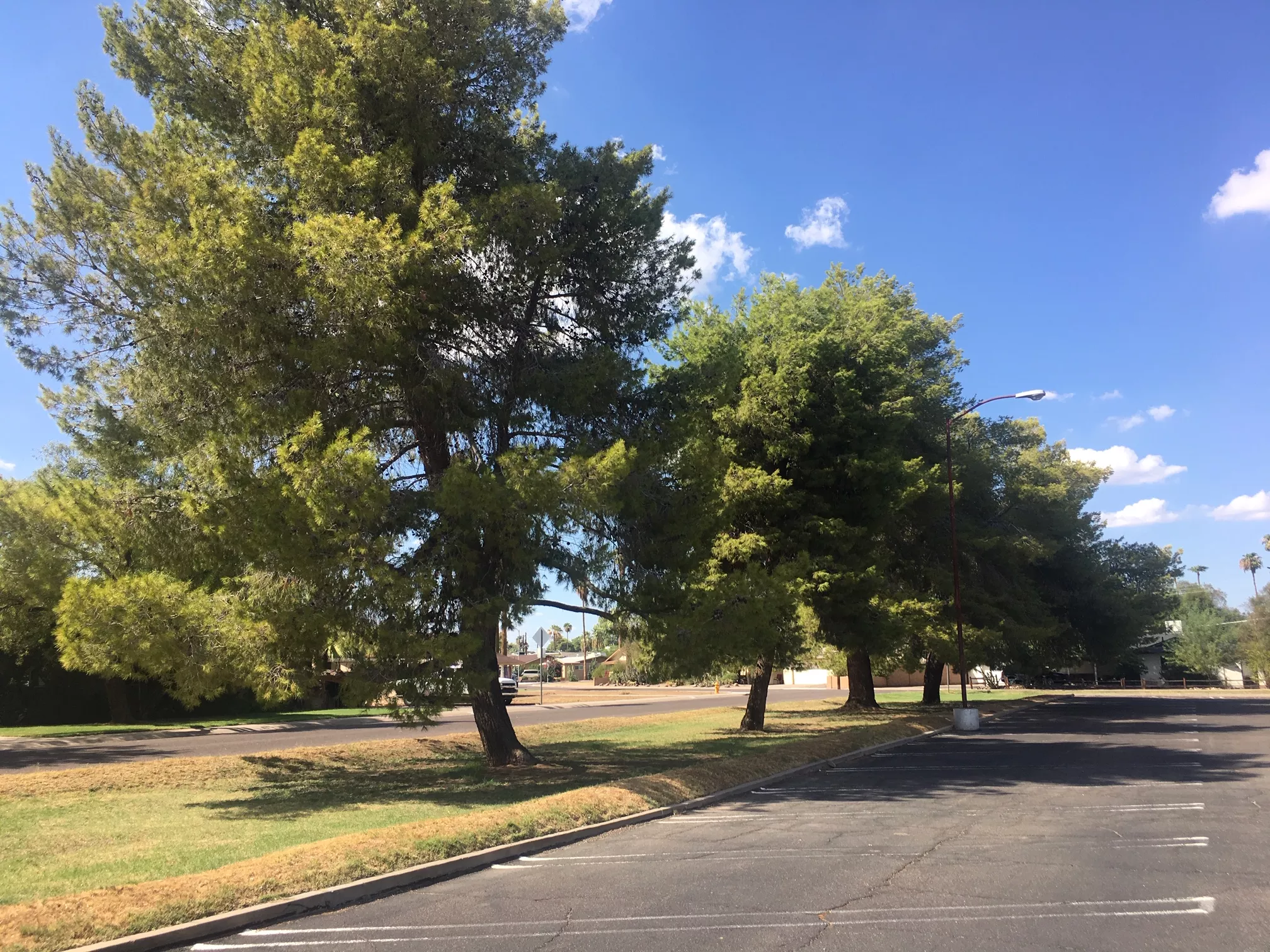 Developer Agrees to Keep Giant Pine Trees at Alhambra Project Phoenix