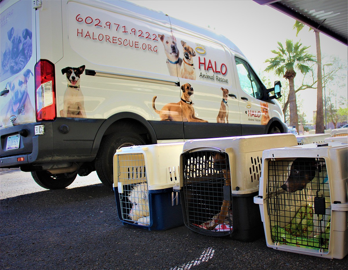 The Thriving Binational Partnership Between Barb's Dog Rescue in Mexico and  HALO Phoenix | Phoenix New Times