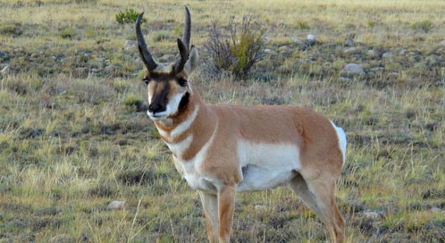 The Sonoran pronghorn is one of dozens of Arizona species protected under the Endangered Species Act of 1973.