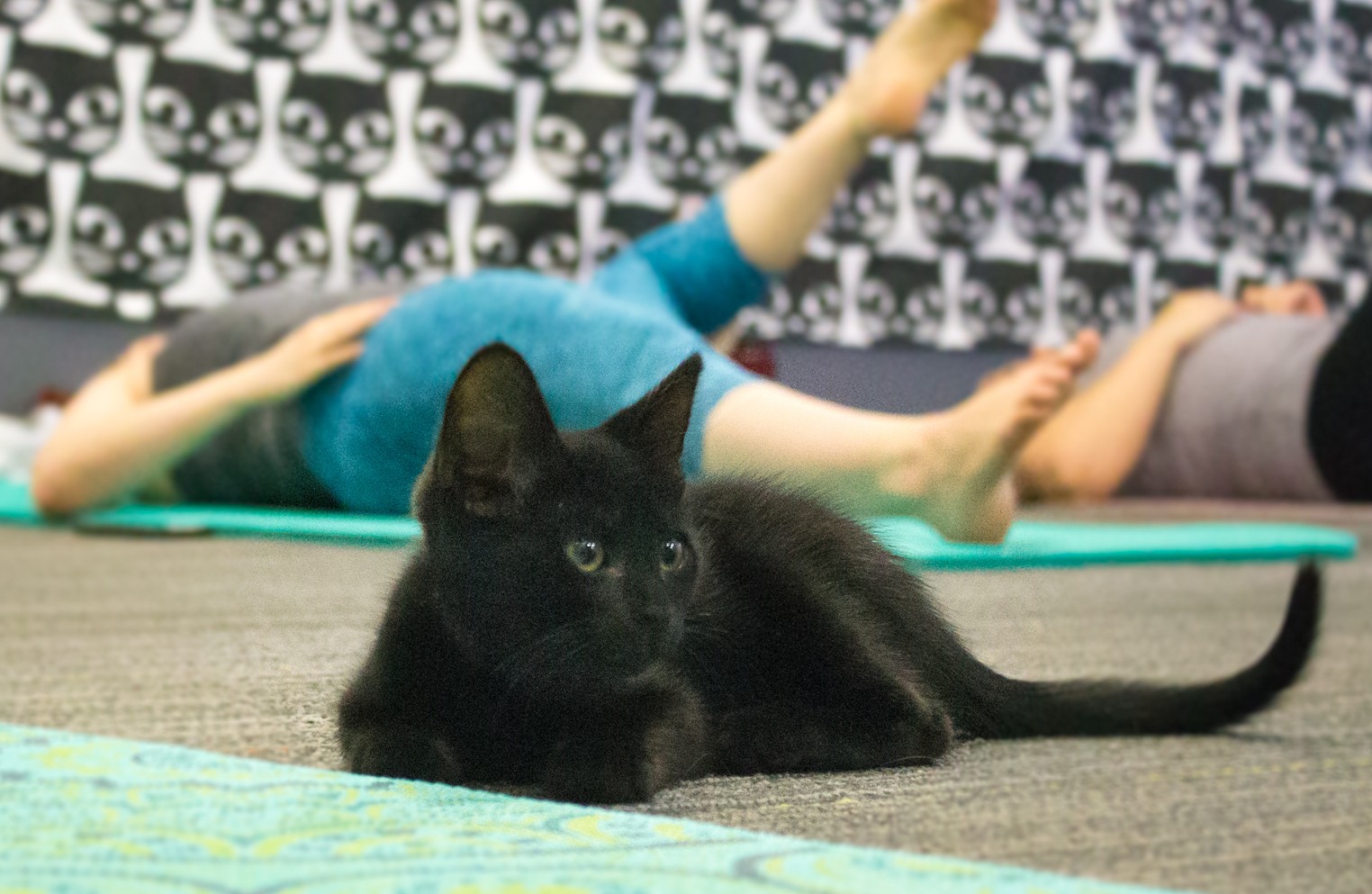 black cat yoga