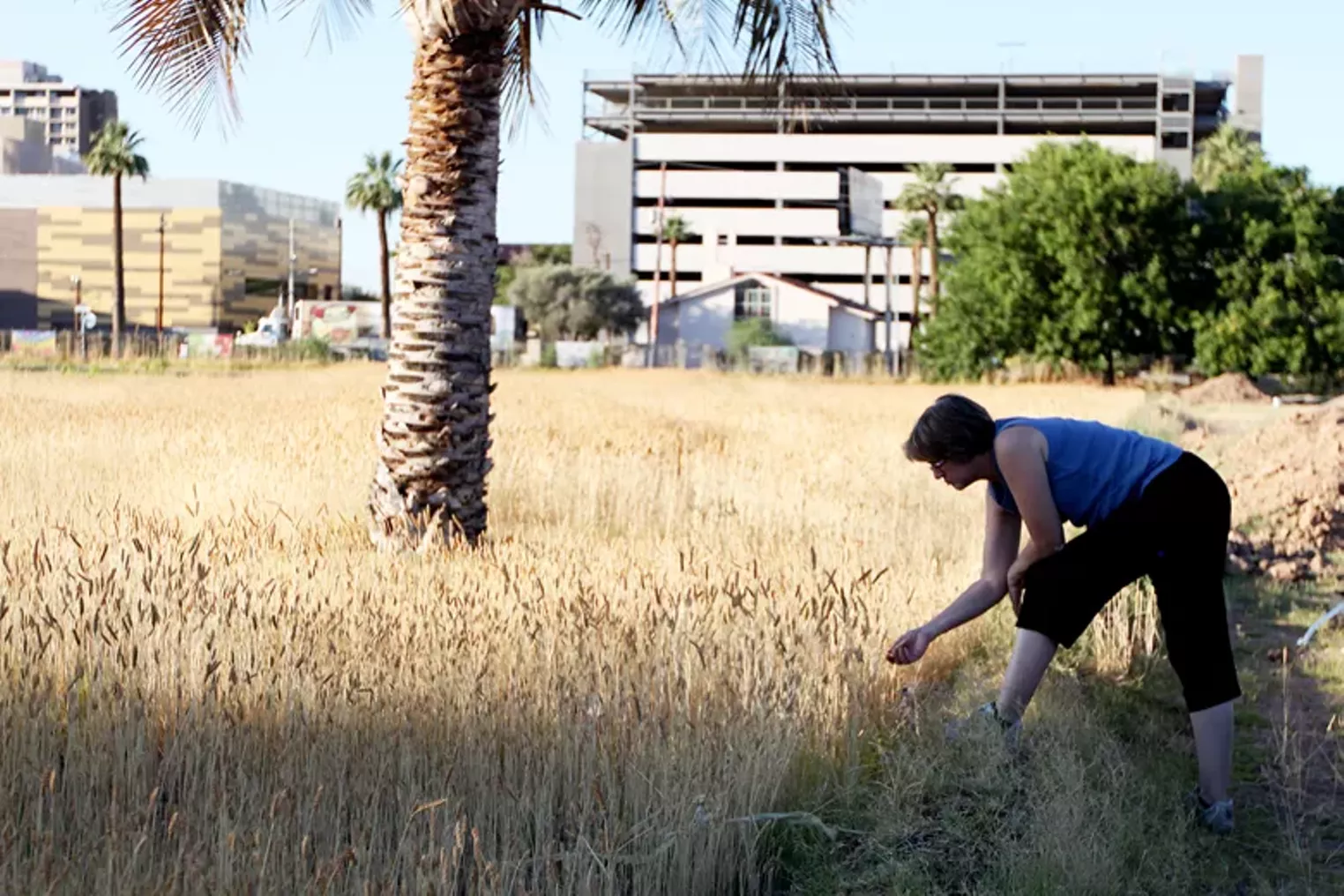 Harvesting Native Arizona Wheat with Hayden Flour Mills Phoenix