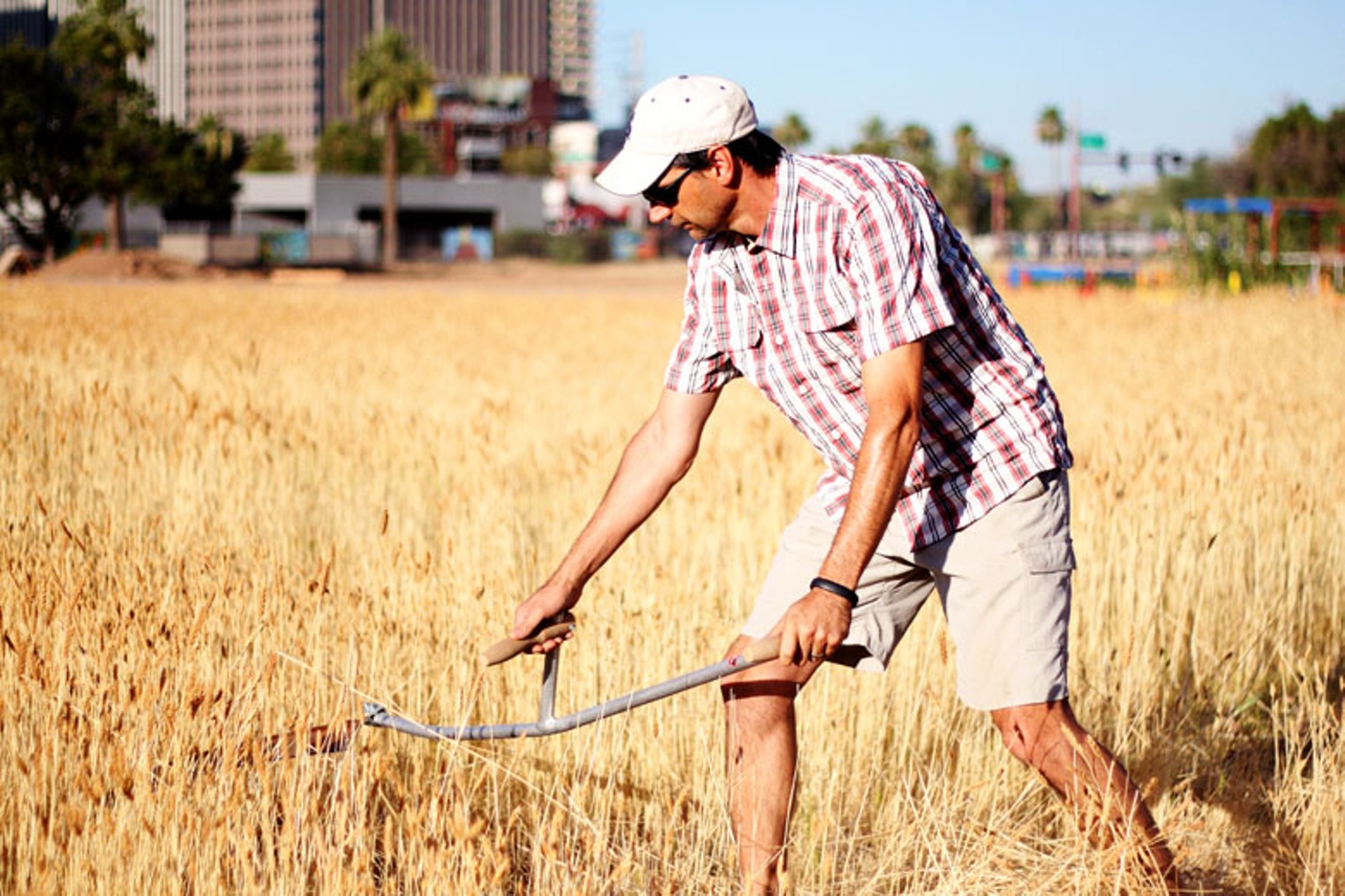 Harvesting Native Arizona Wheat with Hayden Flour Mills | Phoenix ...