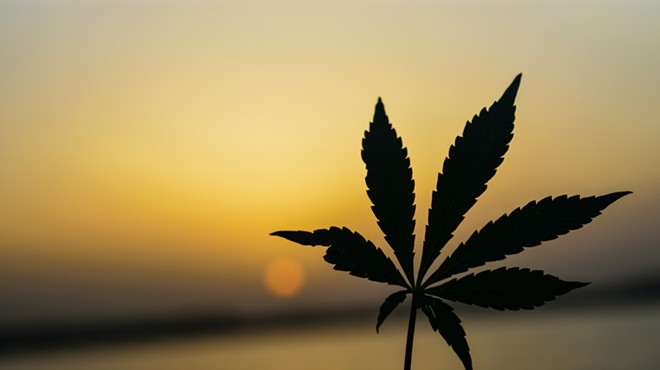 a marijuana leaf