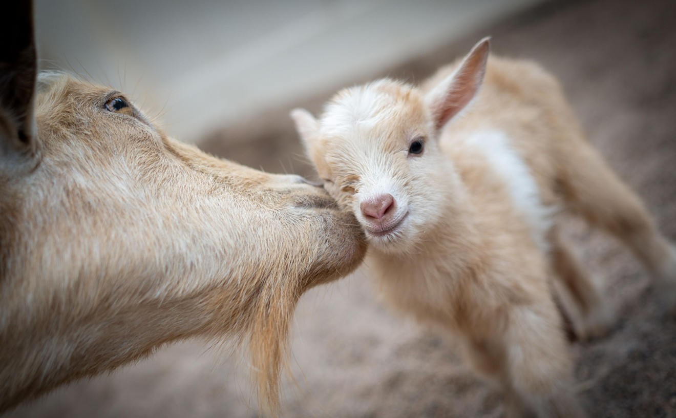 Vote to name Phoenix Zoo’s 5 new baby goats