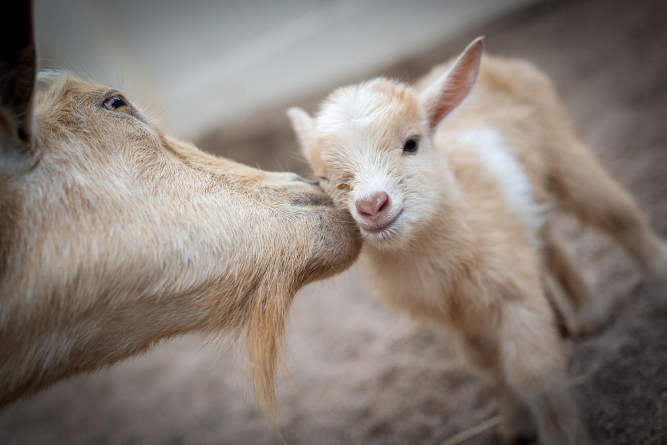 Hazel, a Nigerian dwarf goat, nuzzles one of her three new daughters.